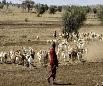 Maasai Mara tours and Safari